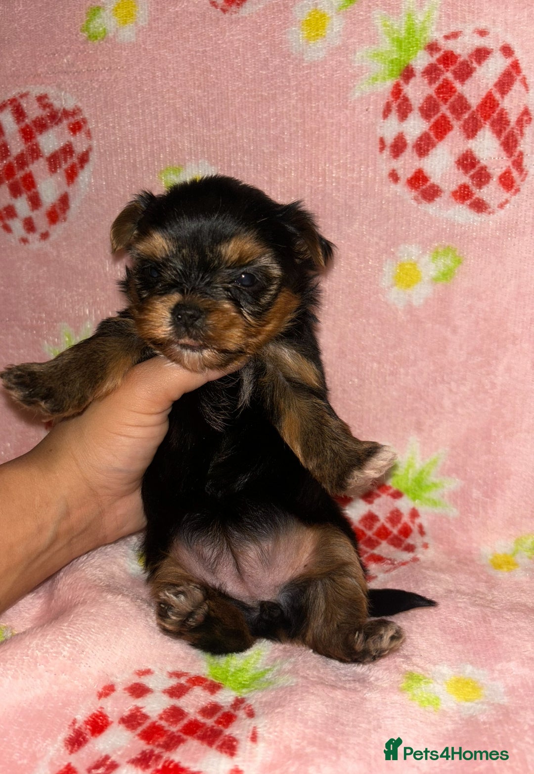 Yorkshire Terrier dogs for sale: Beautiful pure Yorkshire terriers puppy’s  - Advert 12