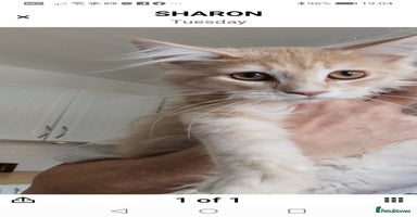 Maine Coon cats - Advert 6