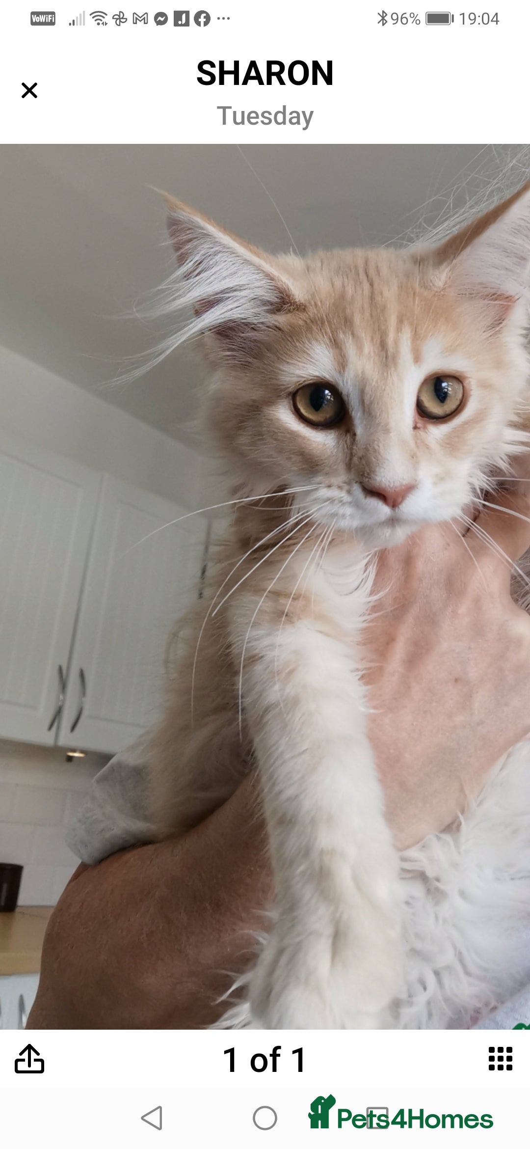 Maine Coon cats for sale: Full pedigree maine coon kittens for sale - Image 2