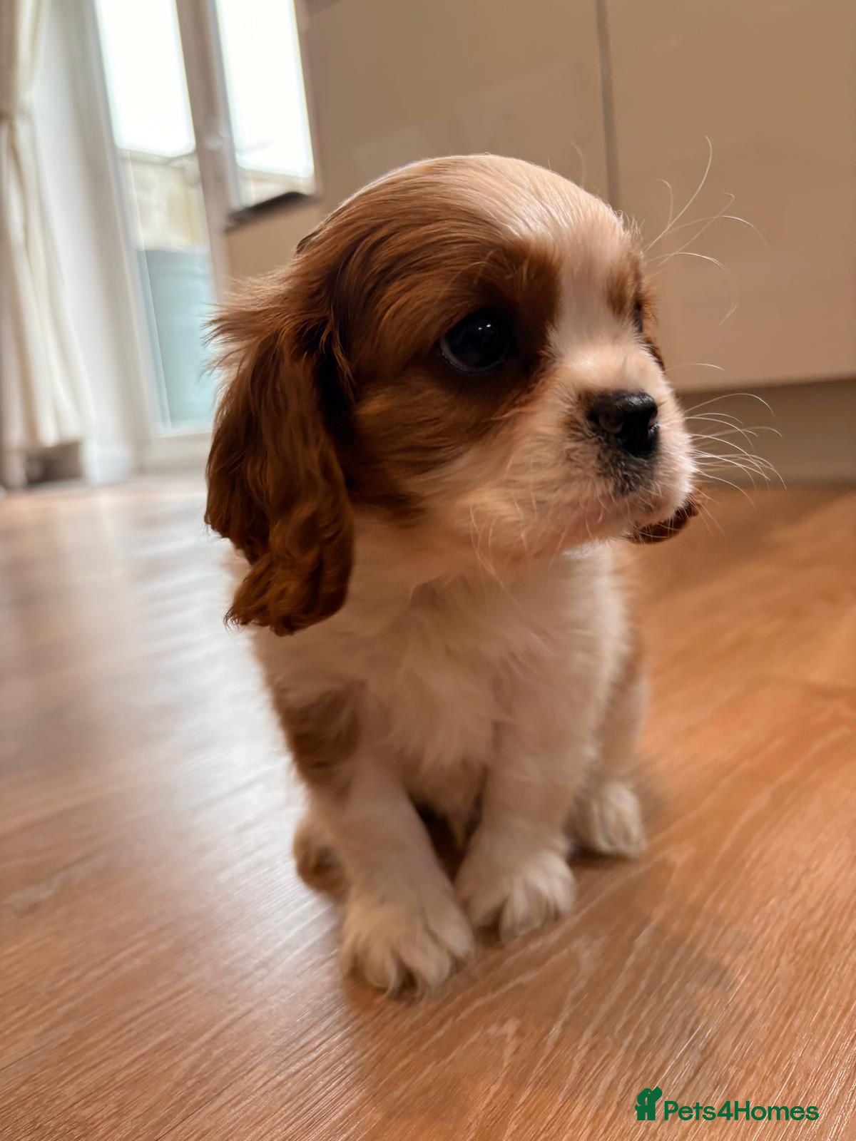 Cavalier King Charles Spaniel dogs Blenheim Cavalier King Charles male pups - Advert 2
