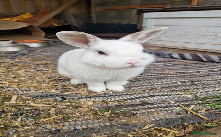 Polish rabbits - Advert 1