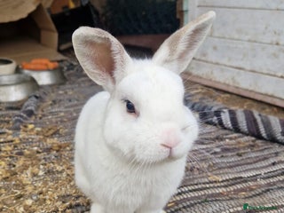 Polish rabbits - Advert 5