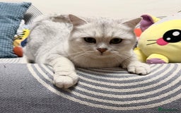 British Shorthair cats for sale: British Shorthair.GCCF - Advert 1