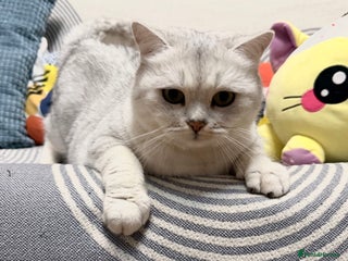 British Shorthair cats British Shorthair.GCCF - Advert 2