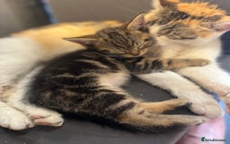 Mixed Breed cats for sale: 7 Beautiful tabby x British Short Hair ready - Image 3