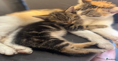 Mixed Breed cats - Advert 14
