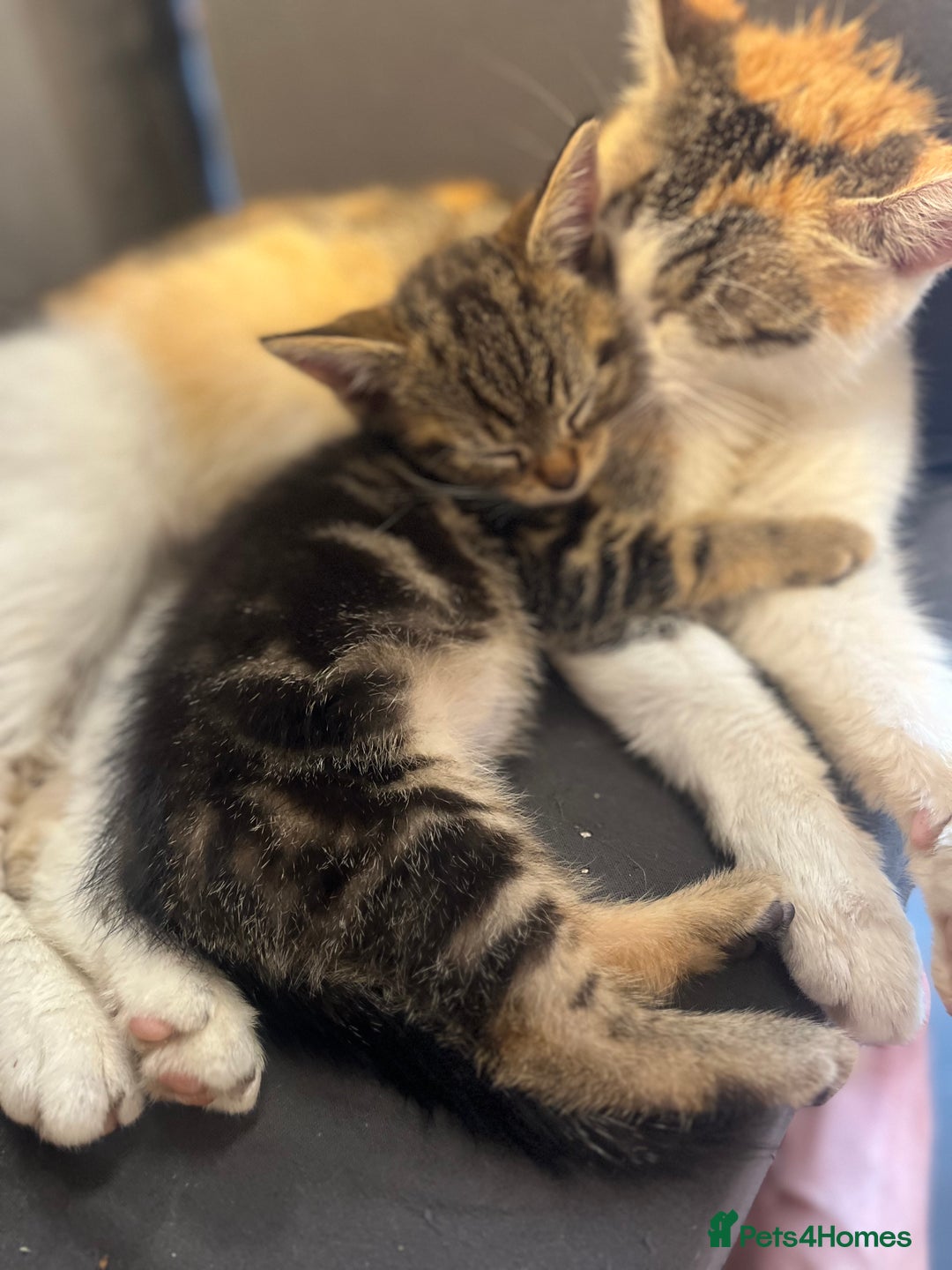 Mixed Breed cats for sale: 7 Beautiful tabby x British Short Hair ready - Image 3