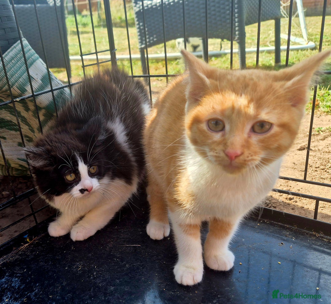 Mixed Breed cats for sale: Beautiful kittens - Image 6