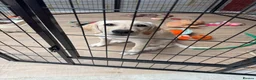 Labrador Retriever dogs for sale: Meet Your New Best Friend: 4-Month-Old Lab Puppy! in Bexleyheath - Advert 5
