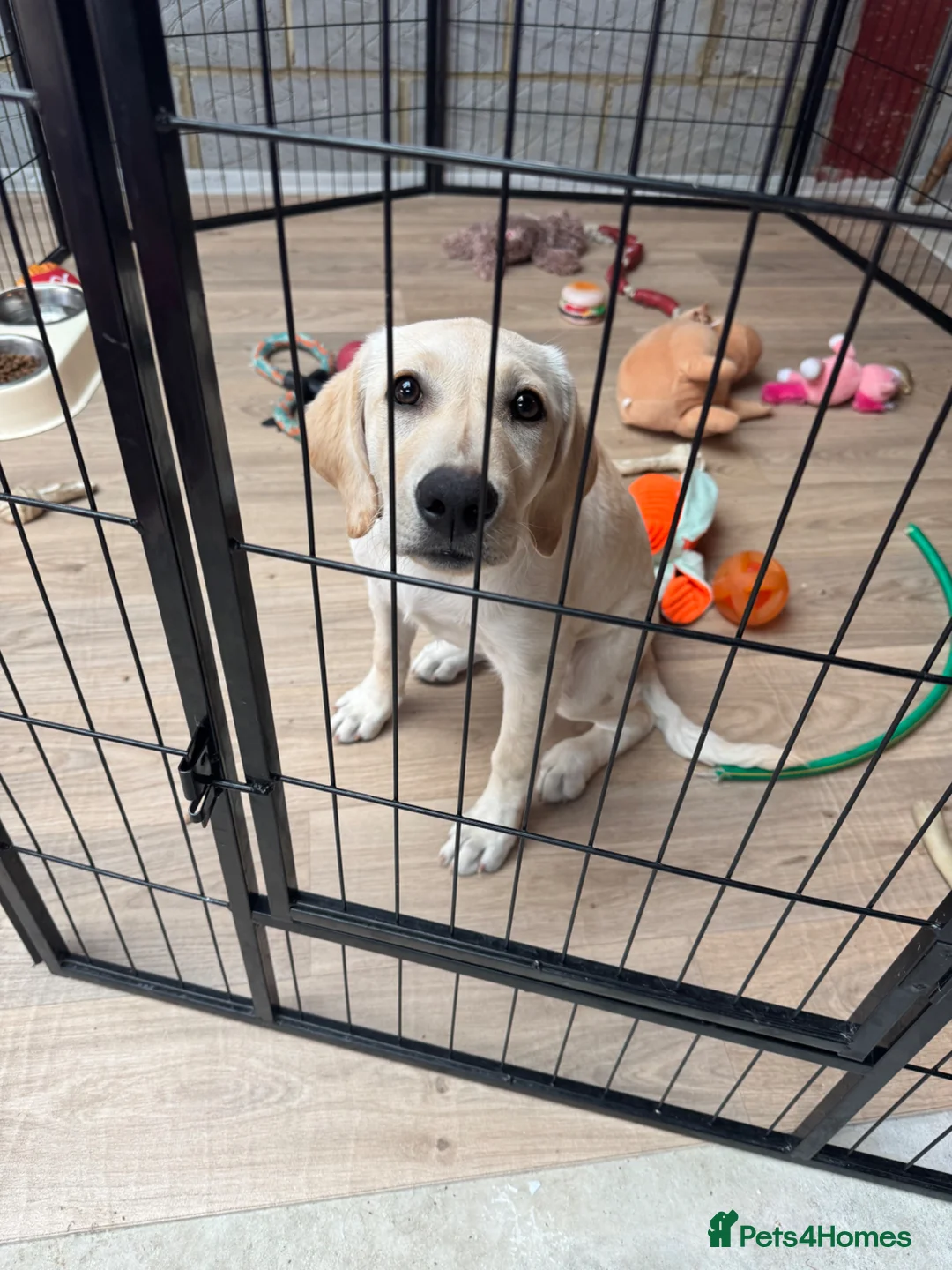 Labrador Retriever dogs for sale: Meet Your New Best Friend: 4-Month-Old Lab Puppy! in Bexleyheath - Advert 5