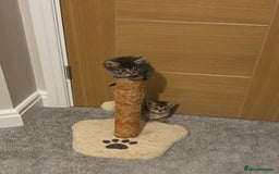 British Shorthair cats for sale: 7 kittens  - Image 12