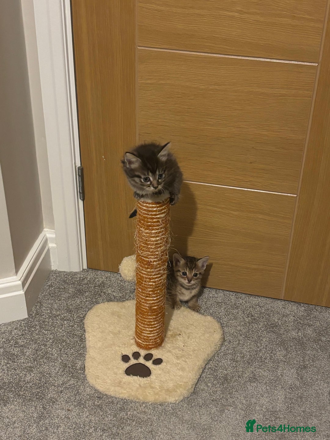 British Shorthair cats for sale: 7 kittens  - Image 12