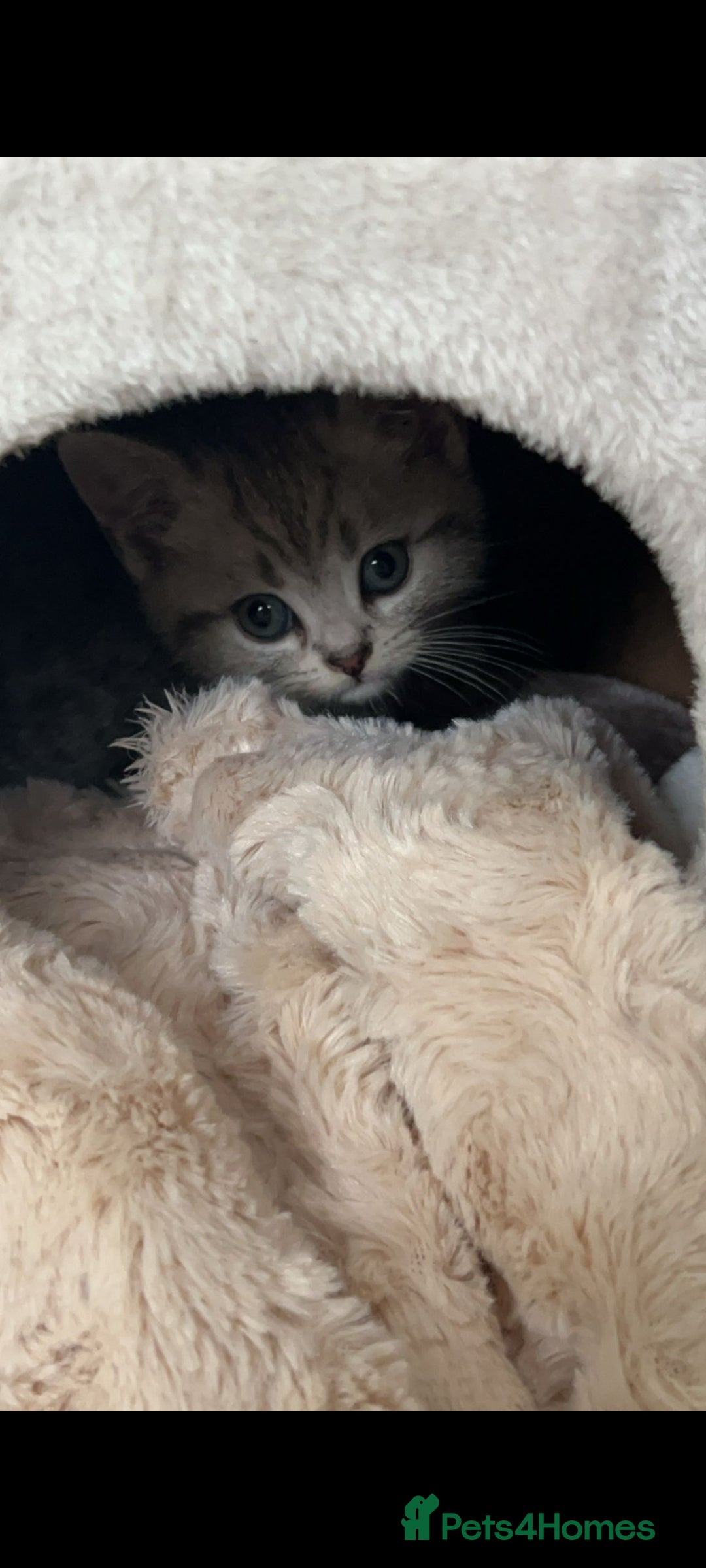 British Shorthair cats for sale: Blue eyed Silver tabby shaded BSH x Russian blue  - Image 23