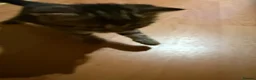 Scottish Fold cats for sale: 3 pure breed Scottish fold kittens in Thornton Heath - Advert 12