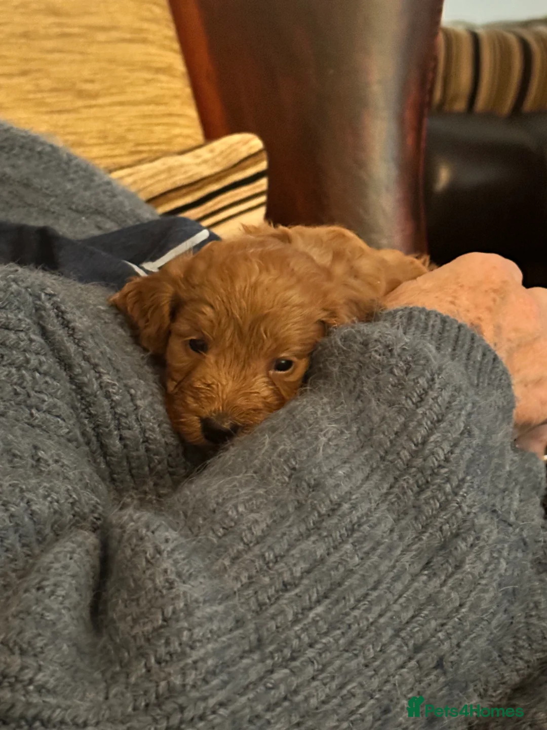 Toy Poodle dogs for stud: Gorgeous Red Toy Poodle KG REG & Health tested  - Advert 8