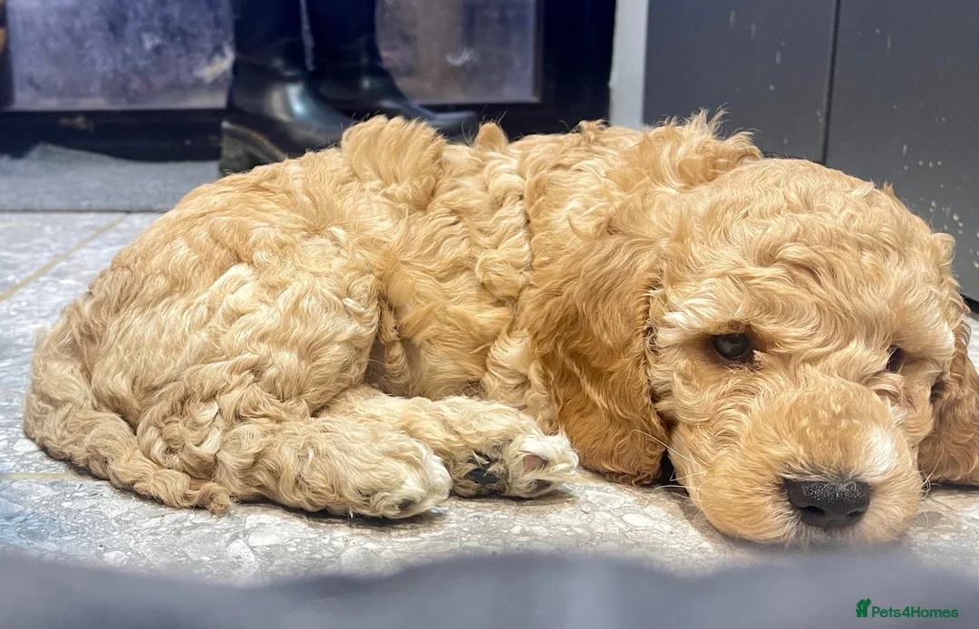 Cockapoo dogs for sale: Blond Boy Cockapoos looking for home - Advert 6