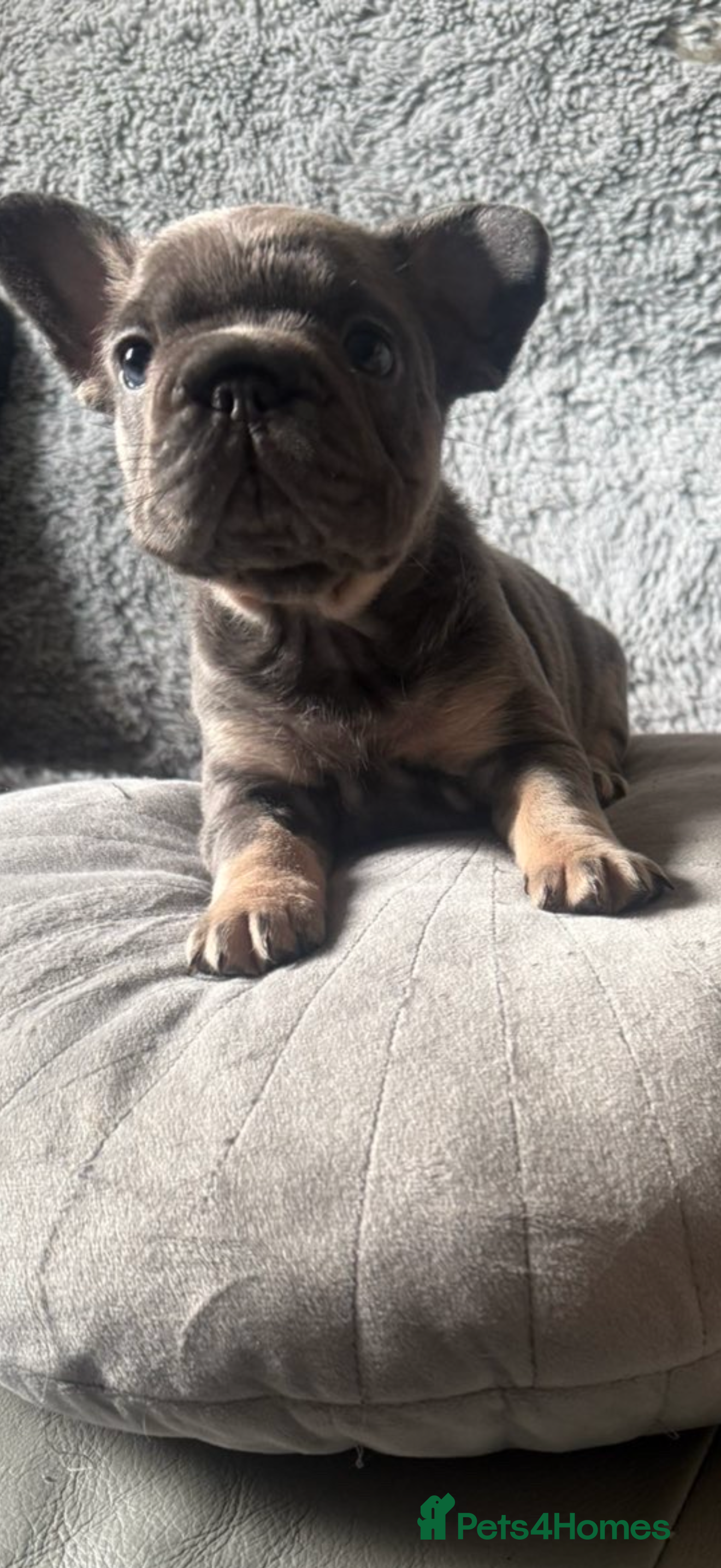 French Bulldog dogs French bulldogs  - Advert 2
