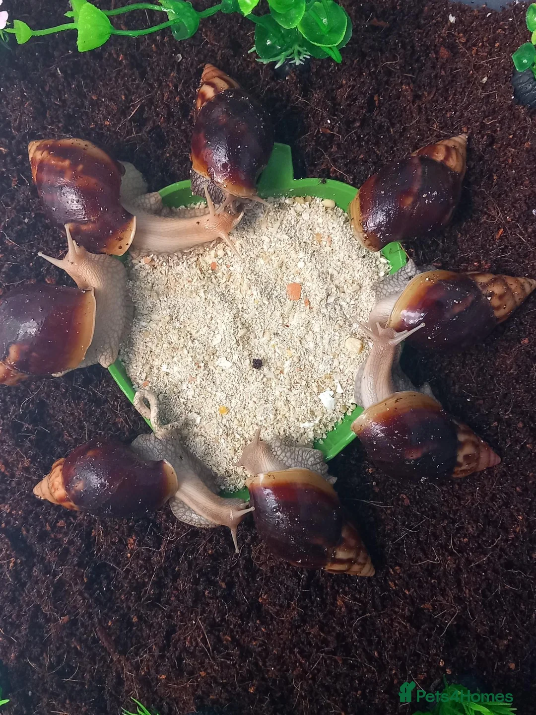 Snails invertebrates for sale: Giant African Land Snails Juveniles in Milton Keynes - Advert 2