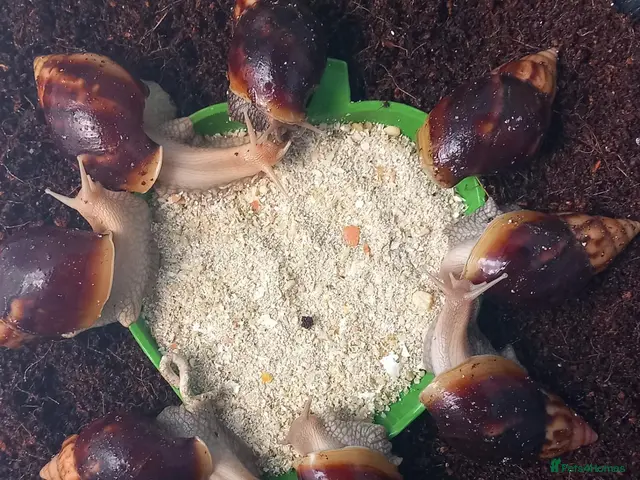Snails invertebrates Giant African Land Snails Juveniles - Advert 2