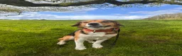 Mixed Breed dogs for adoption: Milo beagle mix in Tiverton - Advert 6
