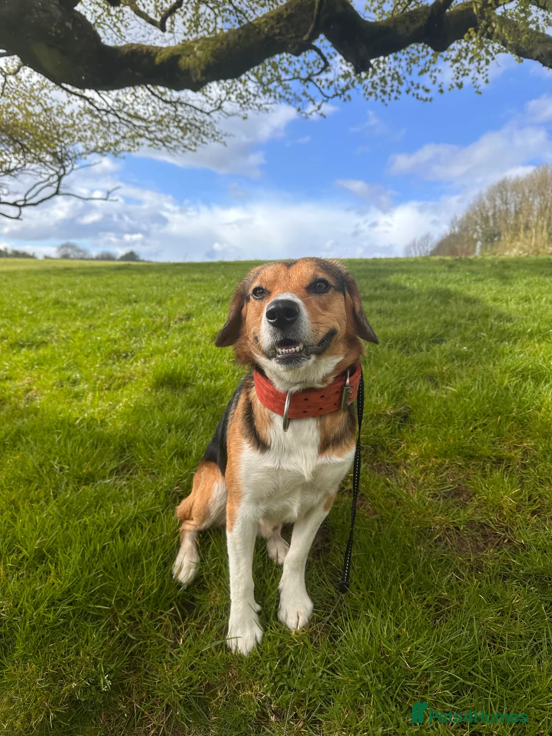 Mixed Breed dogs for adoption: Milo beagle mix in Tiverton - Advert 6