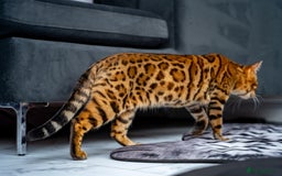 Bengal cats for sale: One of the kind Bengal Female -TICA reg.-Wild look - Image 19