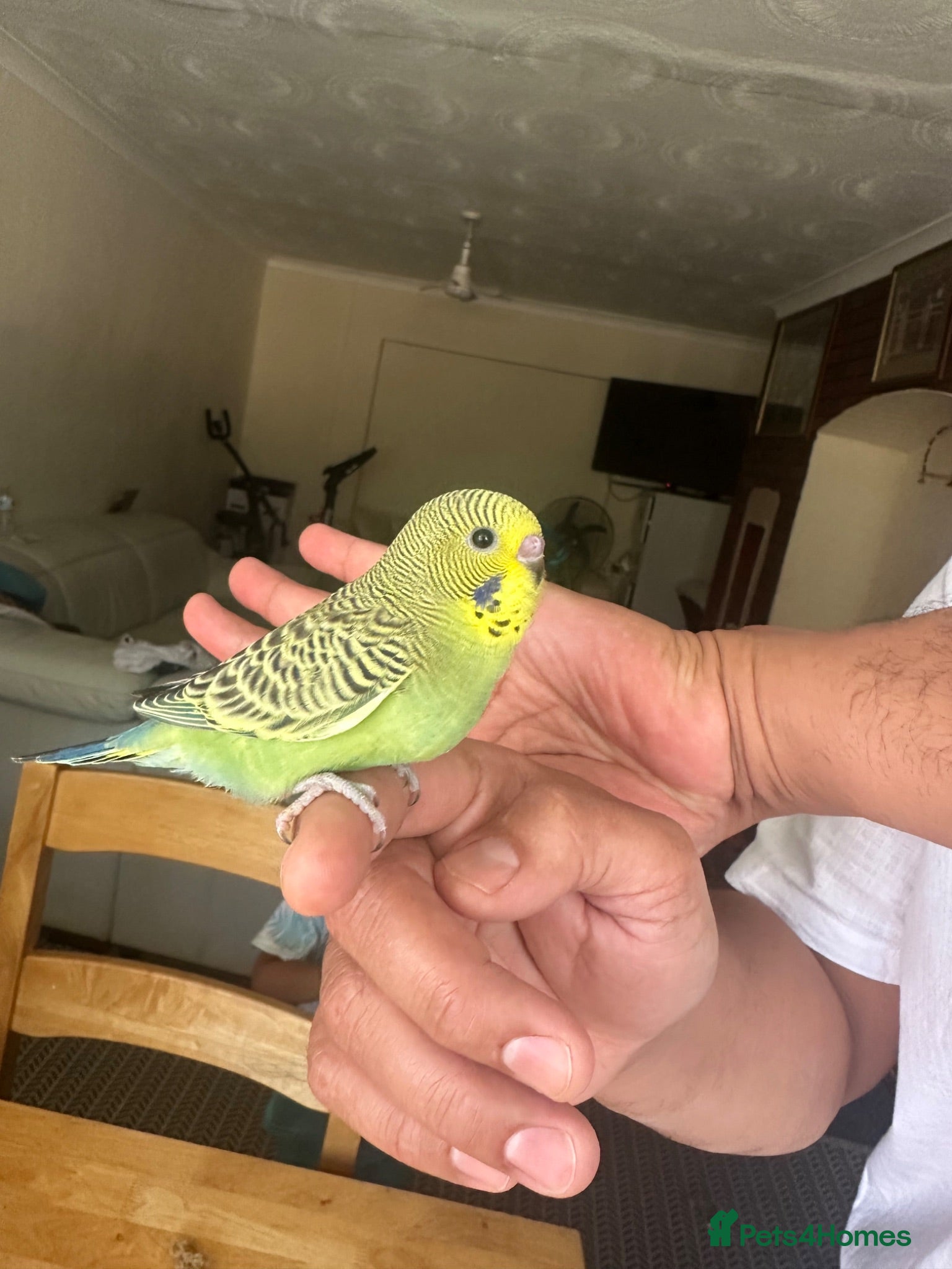 Budgerigars birds Lovely baby budgies - Advert 1