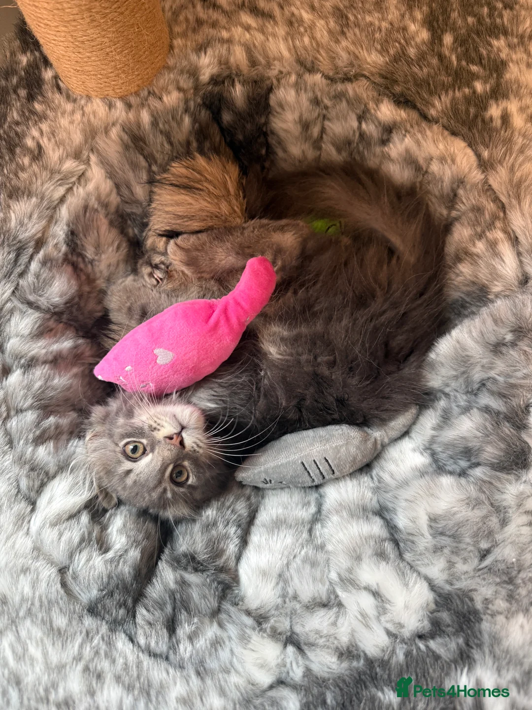 Maine Coon cats for sale: 3-month-old pure Maine Coon Girl ready to go - Advert 14