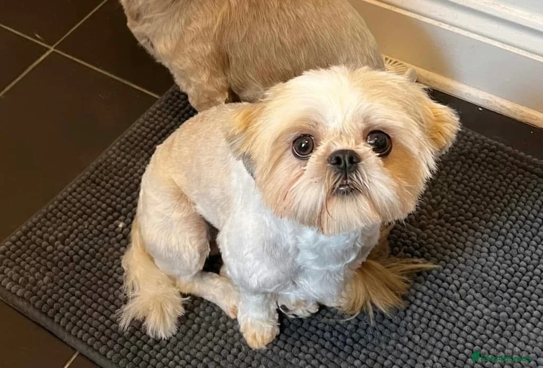 Shih Tzu dogs for sale: Imperial Shihtzu puppies, chocolate non fading  - Advert 1