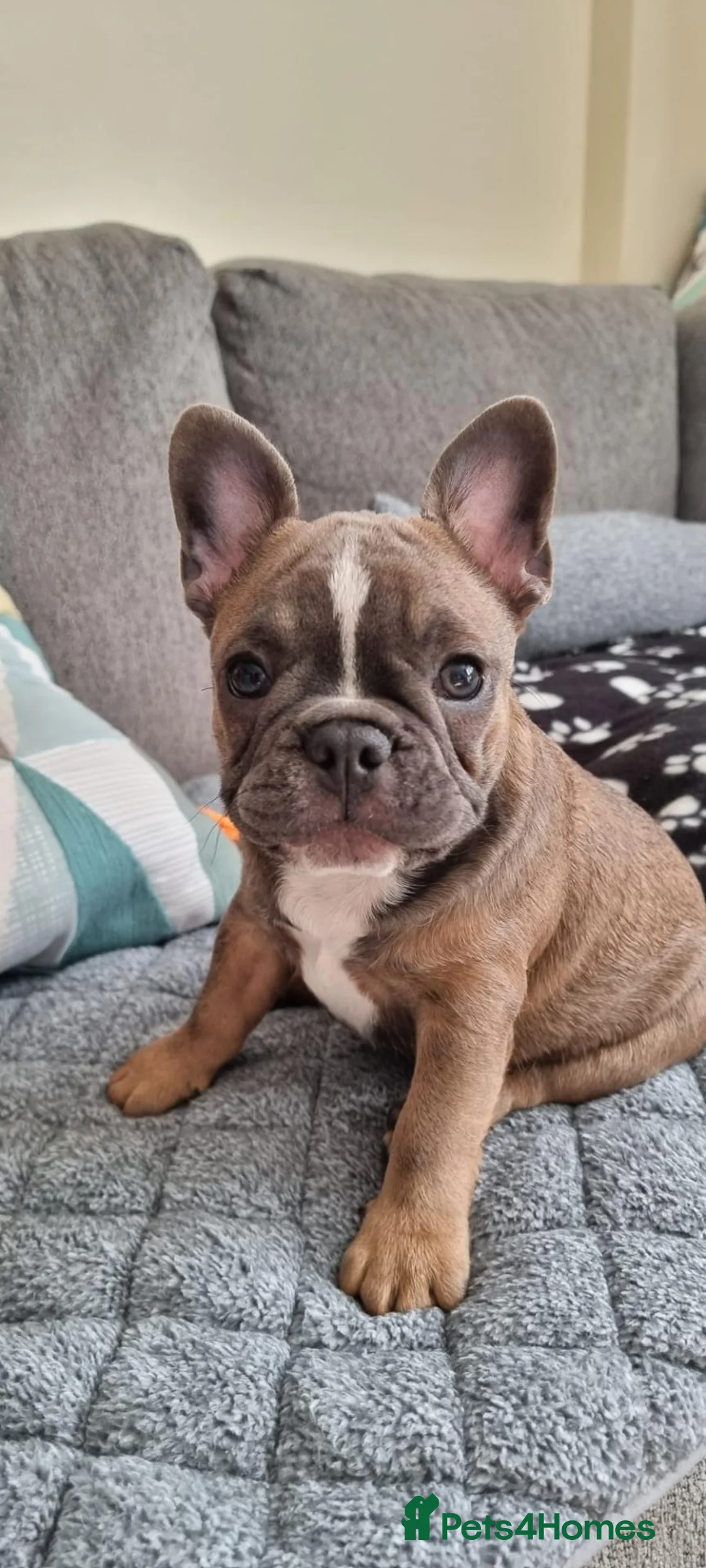 French Bulldog dogs for sale: Urgent Furever Home Needed.  - Advert 21