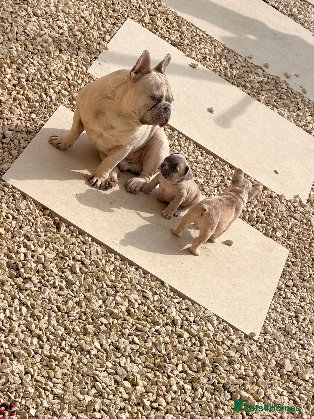 French Bulldog dogs for sale: French bull dog pups in Shotts - Advert 2