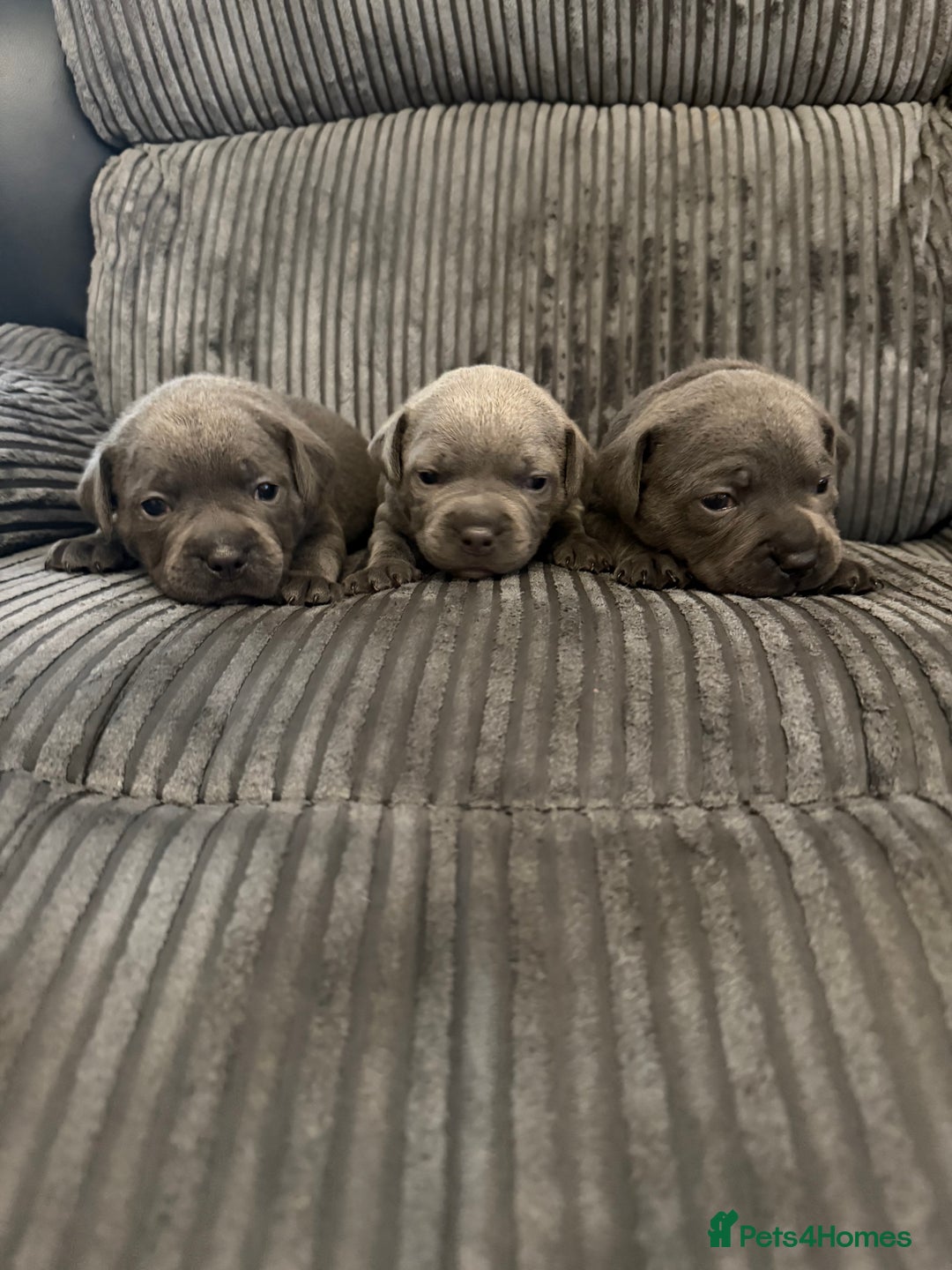 Staffordshire Bull Terrier dogs for sale: READY NOW 1 gorgeous blue staffy puppy left  - Image 24