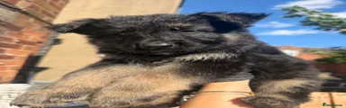 German Shepherd 2