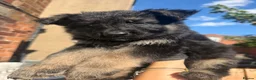 German Shepherd dogs for sale: GSD pups reserve yours now . in Lytham Saint Annes - Advert 3