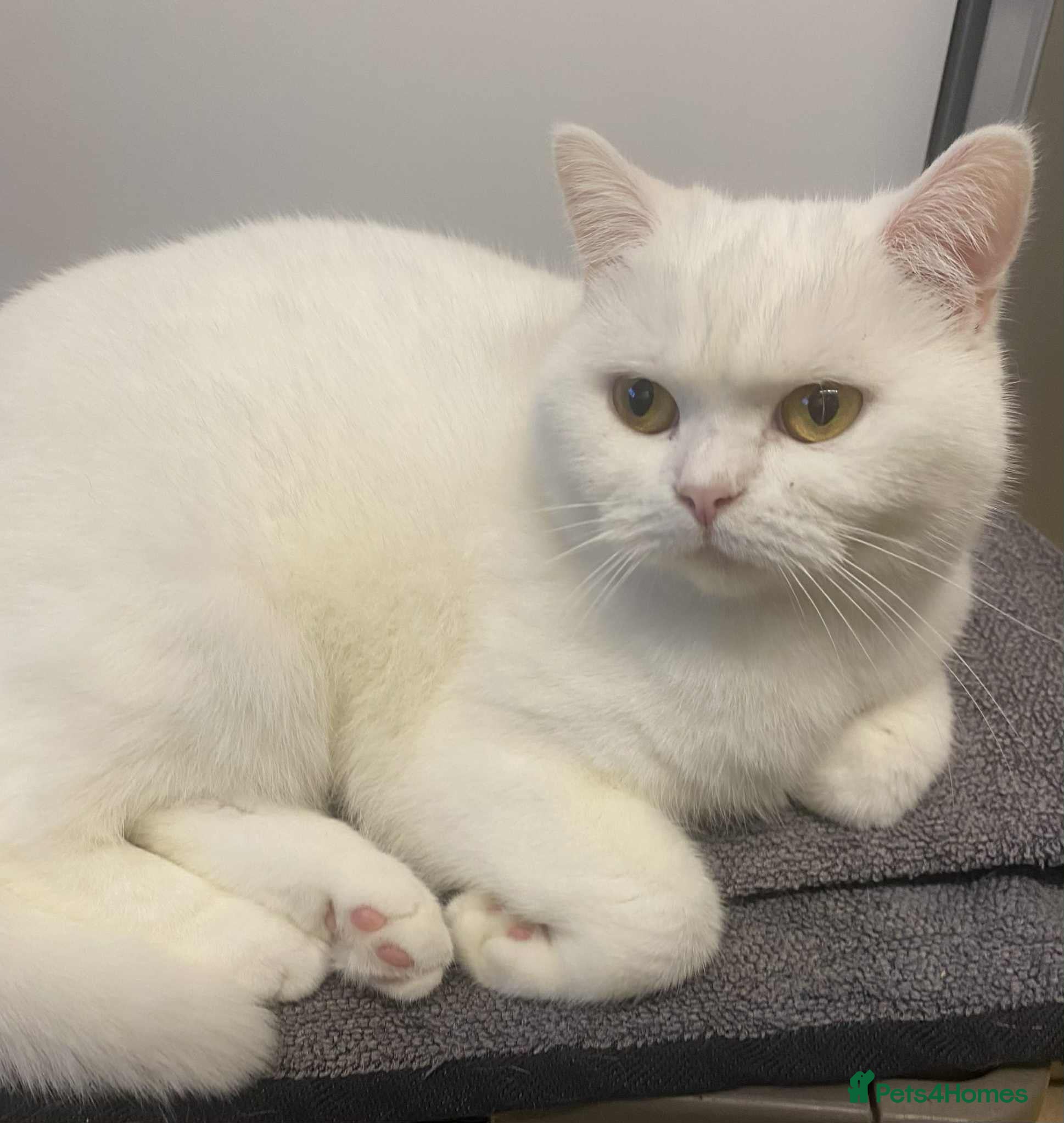 British Shorthair cats British shorthair females  - Advert 17