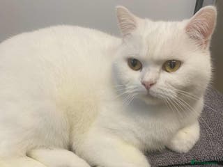 British Shorthair cats British shorthair females - Advert 13