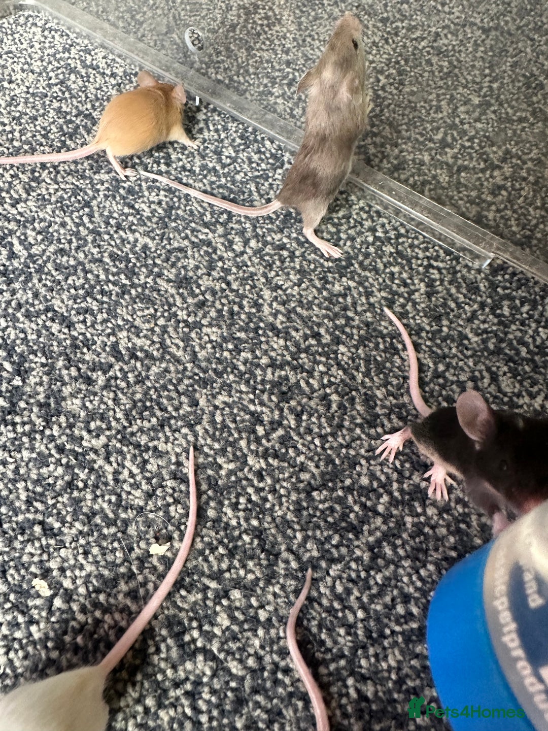 Mouse rodents for sale: Fancy mice  - Image 10