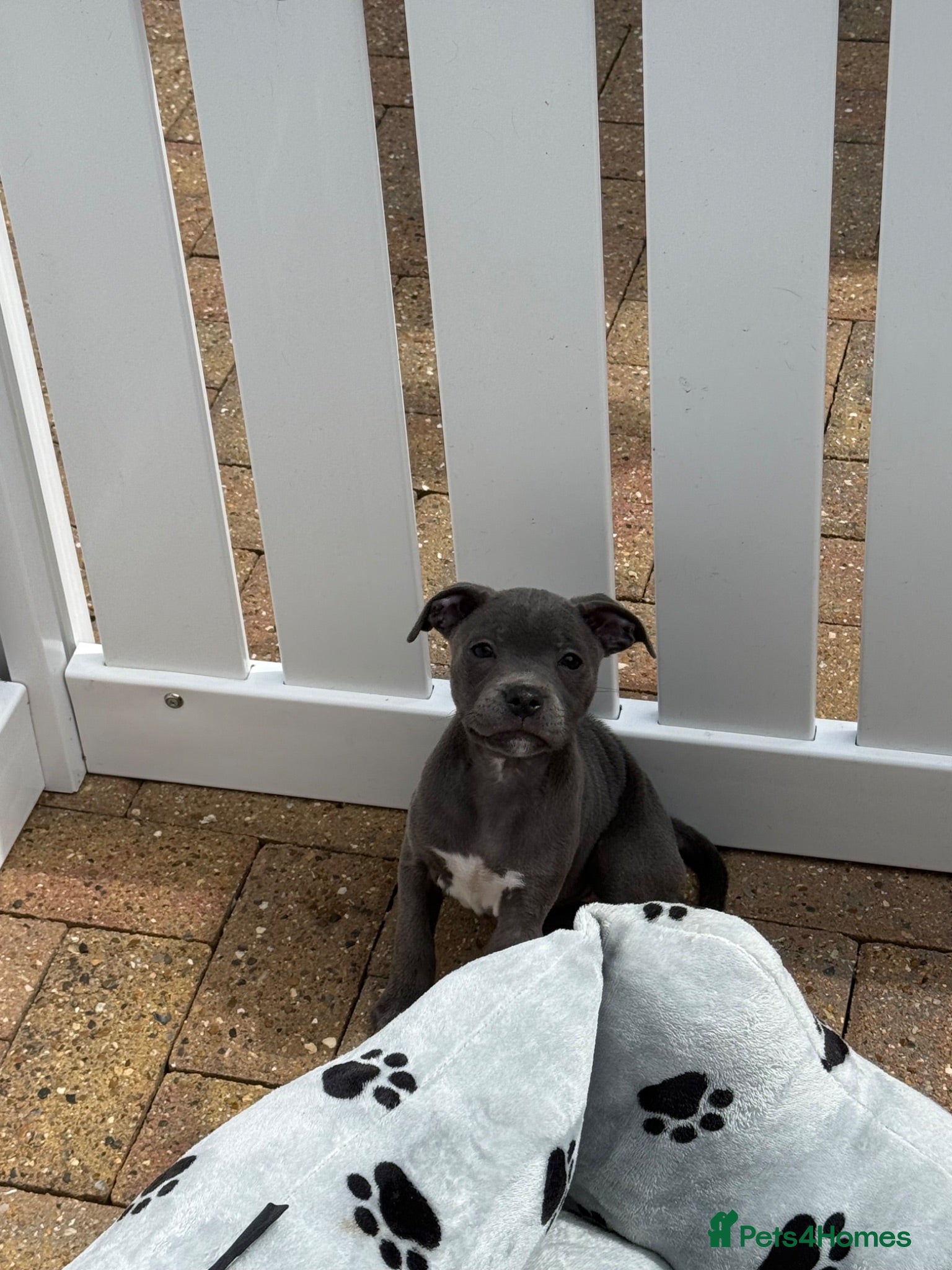 Staffordshire Bull Terrier dogs KC Health Tested SBT Puppies. - Advert 2
