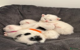 Mixed Breed cats for sale: Mixed snowshoe kitten - Image 5