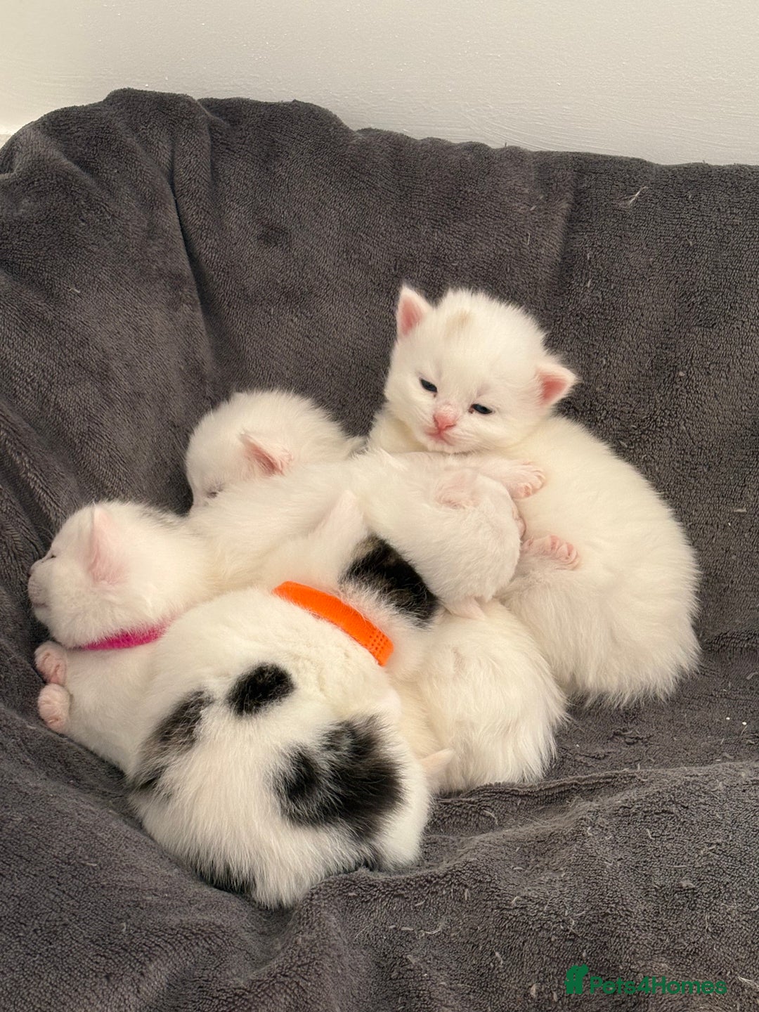Mixed Breed cats for sale: Mixed snowshoe kitten - Image 5