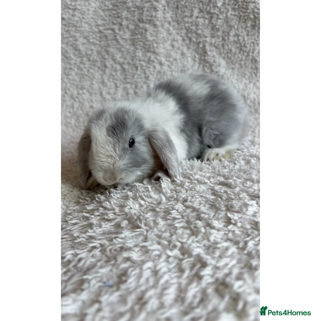 Mini Lop rabbits for sale: 🐰Mini lop rabbits for sale🐰 in Newport - Advert 7