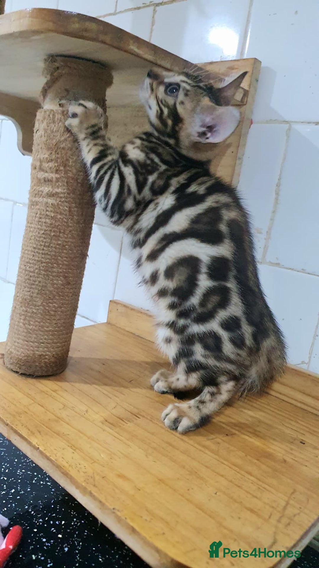Bengal cats for sale: 🔥✨Pedigree TICA-Registered Bengals - Advert 9