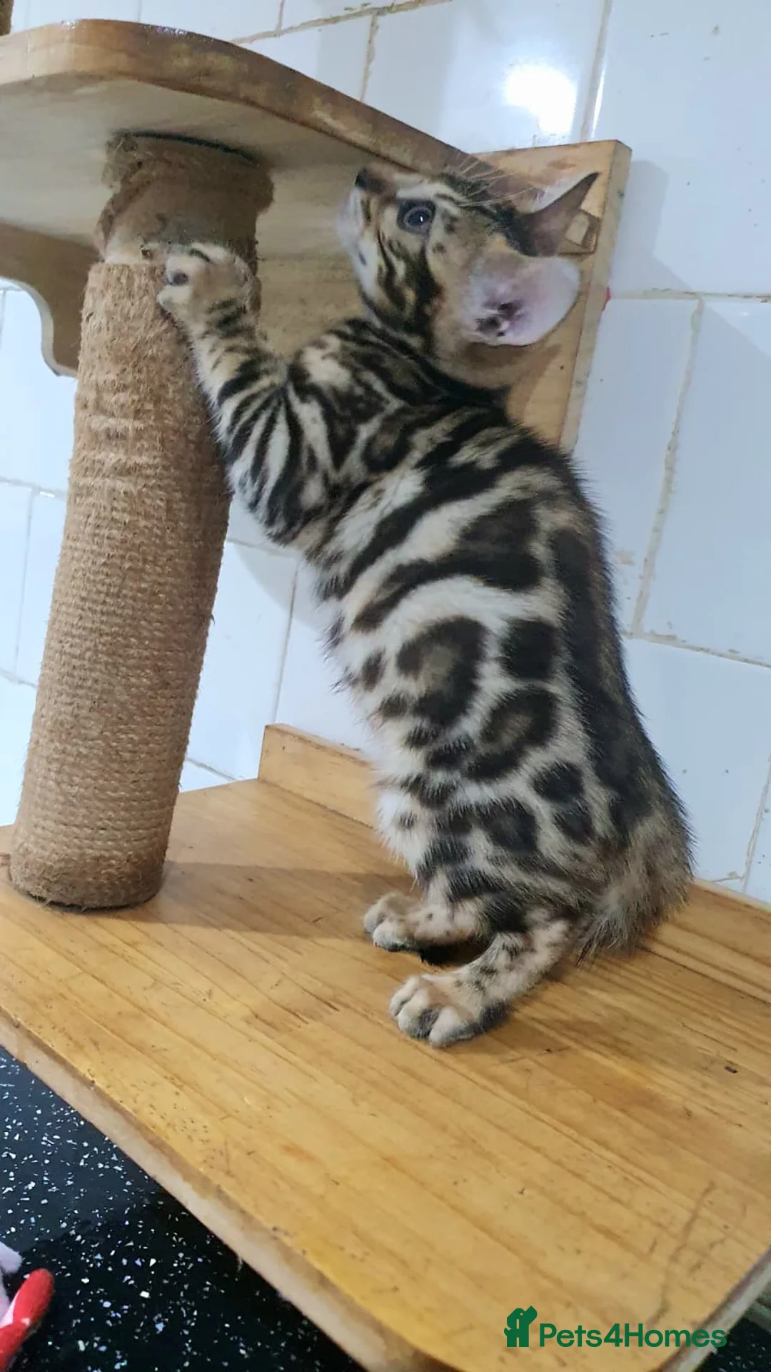 Bengal cats for sale: 🔥✨Pedigree TICA-Registered Bengals - Advert 9
