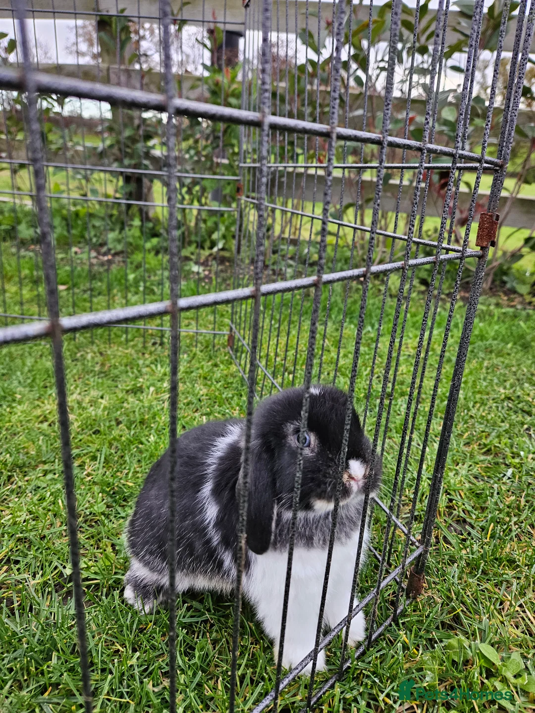 Mini Lop rabbits for sale: ❤️Purebread mini lops for sale❤️ - Advert 5