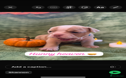 English Bulldog dogs for sale: Beautiful bulldog babies  - Image 20