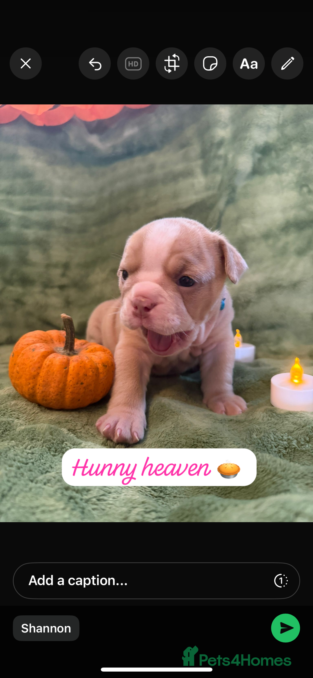 English Bulldog dogs for sale: Beautiful bulldog babies  - Image 20