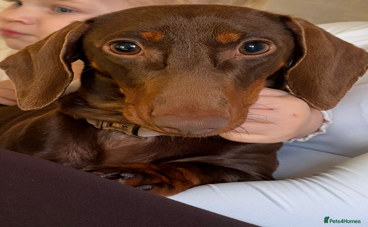 Miniature Dachshund dogs - Advert 15