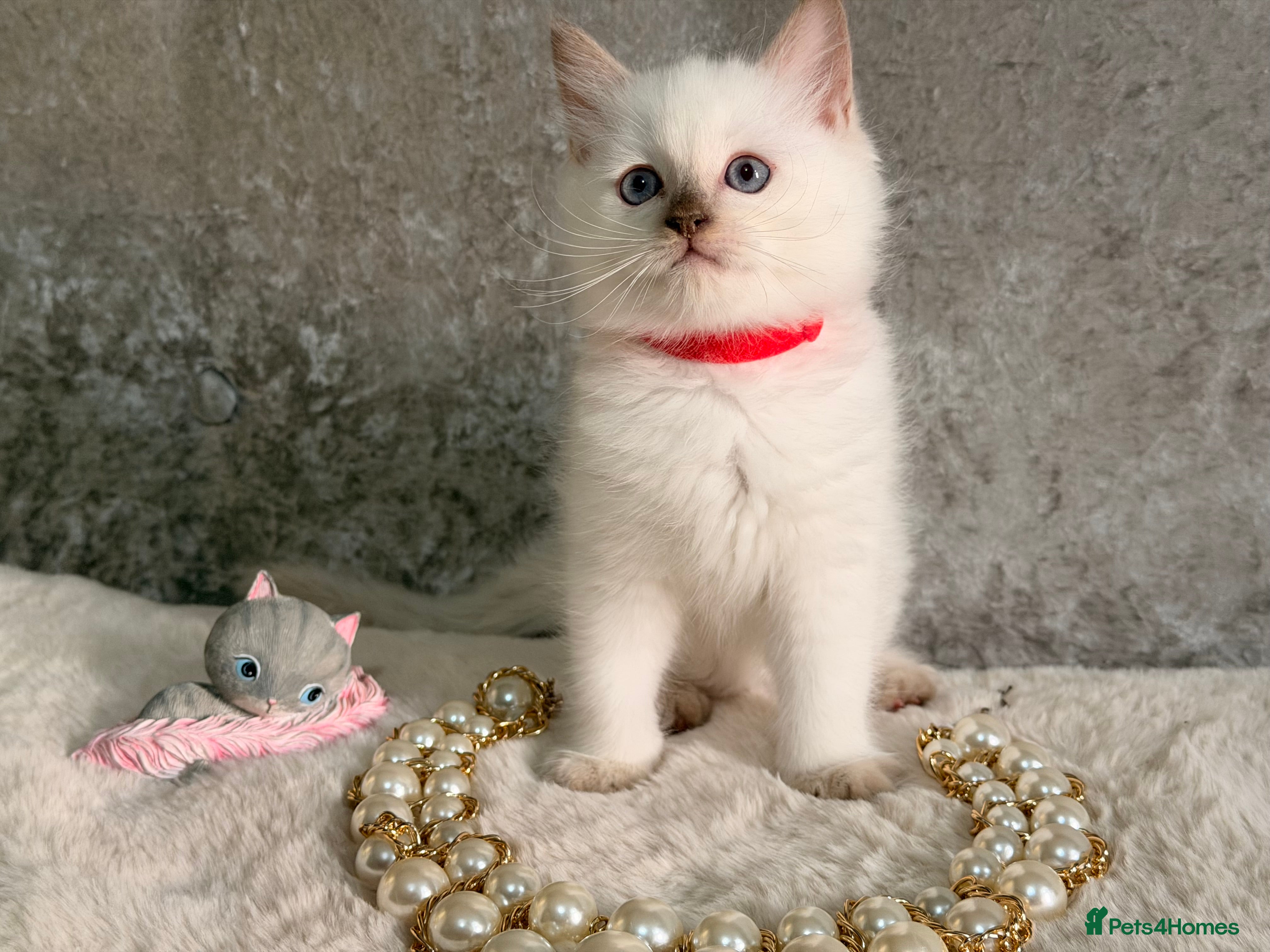 Ragdoll cats Stunning 🌟 Ragdoll Kittens 🌟  - Advert 2