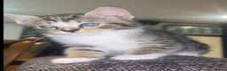 Mixed Breed cats for sale: Persian angora mixed kittens - Advert 9