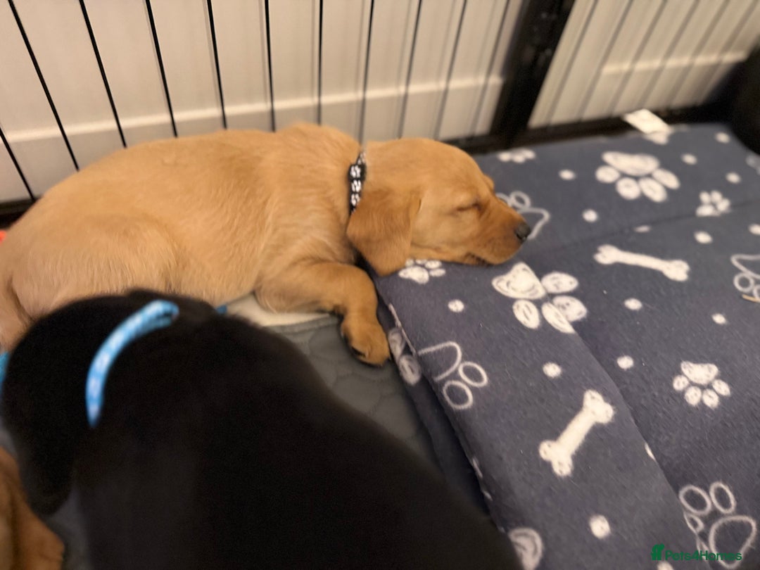 Labrador Retriever dogs for sale: Black/fox Labrador kc with 5 wks free insurance  - Image 28